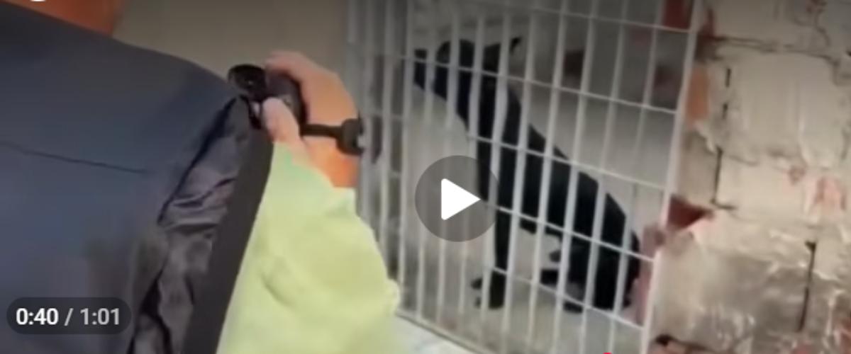 scoperto l8217inferno dei pitbull 13 cani sequestrati e 6 indagati per un giro di combattimenti clandestini video da Secoloditalia.it scoperto l8217inferno dei pitbull 13 cani sequestrati e 6 indagati per un giro di combattimenti clandestini video