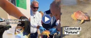 La tartaruga Fortuna torna in mare: emozione sul litorale romano con i piccoli pazienti del Bambino Gesù (video)