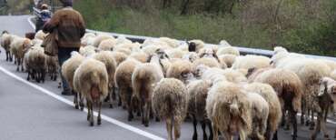 “Spostate queste m…”. Travolge un gregge e ammazza tre pecore: rischia 4 anni per assassinio di animali