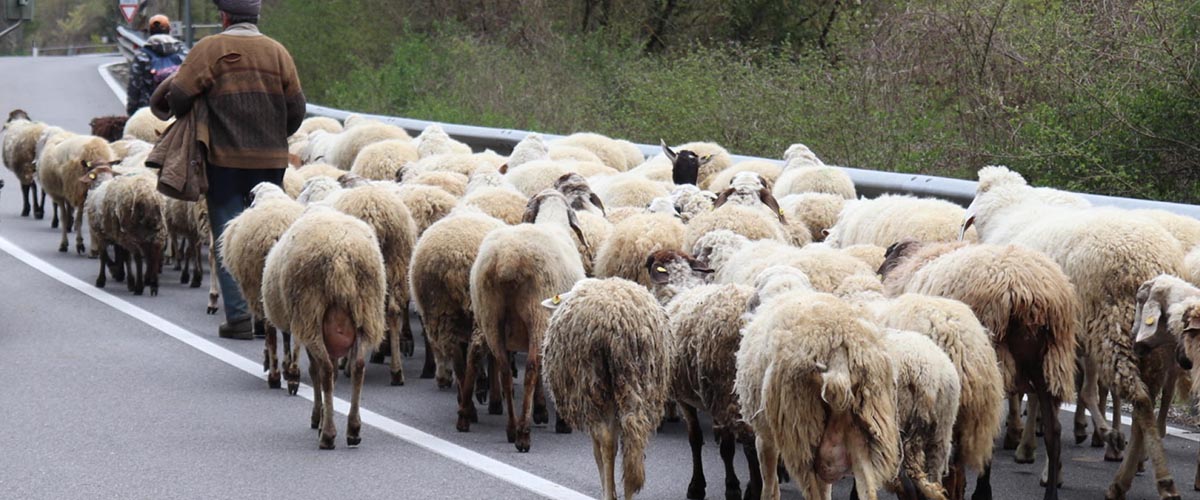 spostate queste m8230 travolge un gregge e ammazza tre pecore rischia 4 anni per assassinio di animali da Secoloditalia.it spostate queste m8230 travolge un gregge e ammazza tre pecore rischia 4 anni per assassinio di animali