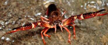 Il gambero della Louisiana infesta il lago di Garda: porta rischi sanitari e uccide le altre specie