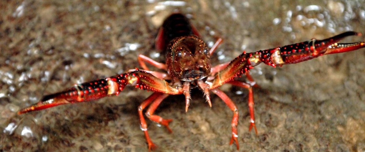 il gambero della louisiana infesta il lago di garda porta rischi sanitari e uccide le altre specie da Secoloditalia.it il gambero della louisiana infesta il lago di garda porta rischi sanitari e uccide le altre specie
