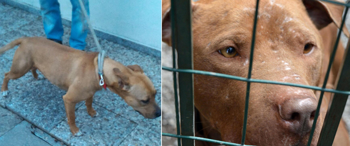 spacciatori egiziani all8217assalto dei poliziotti con un branco di pitbull e rottweiler in salvo grazie al taser da Secoloditalia.it spacciatori egiziani all8217assalto dei poliziotti con un branco di pitbull e rottweiler in salvo grazie al taser