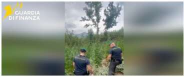 Narcos alla molisana, nel bosco spunta una piantagione di marijuana da 2 milioni