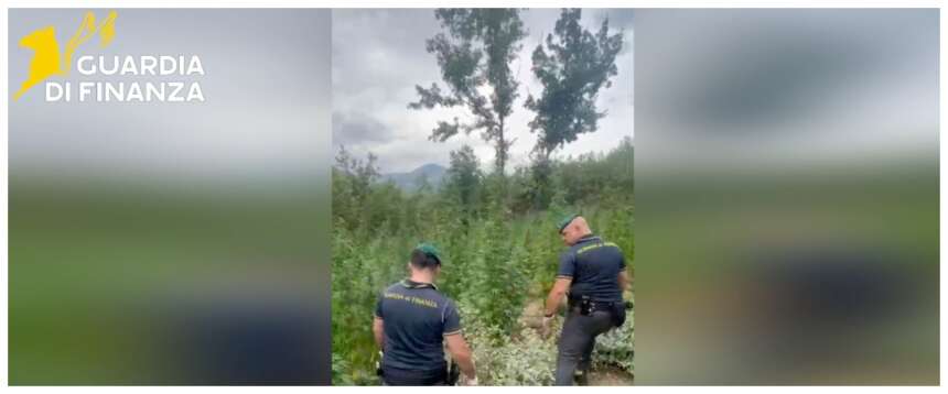 Narcos alla molisana, nel bosco spunta una piantagione di marijuana da 2 milioni