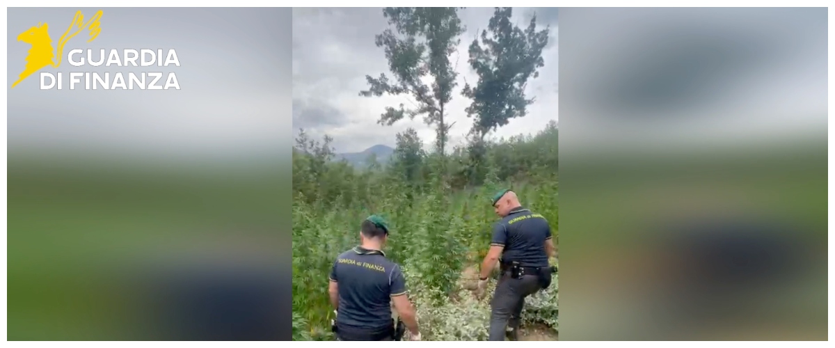 narcos alla molisana nel bosco spunta una piantagione di marijuana da 2 milioni da Secoloditalia.it narcos alla molisana nel bosco spunta una piantagione di marijuana da 2 milioni