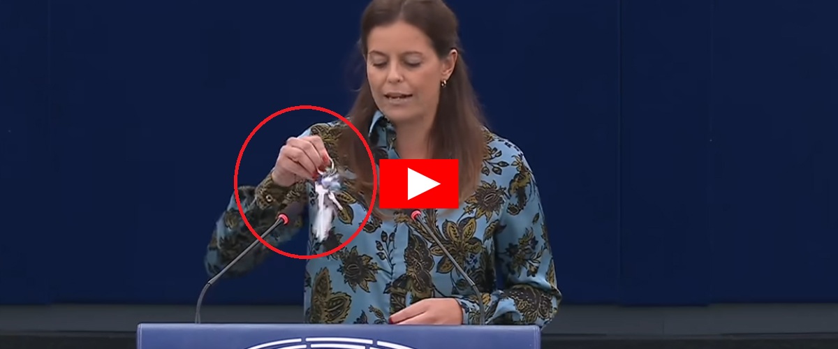 la sinistra si suicida anche sulla casa ilaria salis spaventa 30 milioni di italiani proprietari sventolando le chiavi video da Secoloditalia.it la sinistra si suicida anche sulla casa ilaria salis spaventa 30 milioni di italiani proprietari sventolando le chiavi video