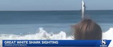 Girano un video in spiaggia, alle loro spalle spunta una creatura gigantesca: le immagini dalla California