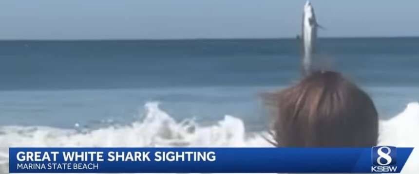 Girano un video in spiaggia, alle loro spalle spunta una creatura gigantesca: le immagini dalla California
