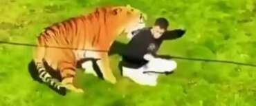 Scavalca il recinto delle tigri e viene sbranato: tragedia in uno zoo inglese (video)