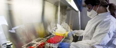 In Francia è stato registrato il primo caso umano di virus Shamonda